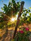 Bright sunlight streaming through the grape vines lined with pink roses at Red Willow Vineyard Art Print